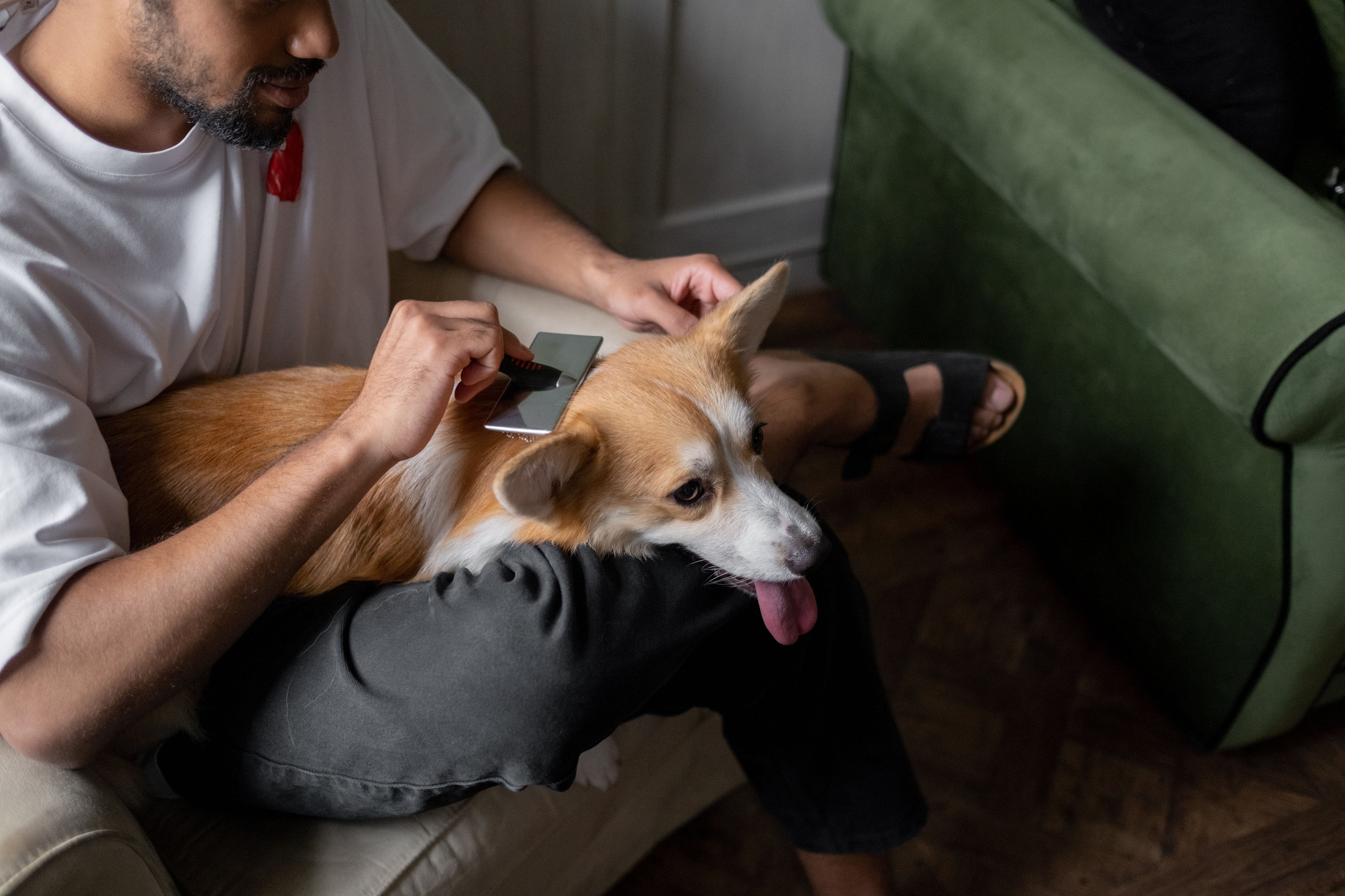 How to Reduce Dog Shedding: 7 Proven Methods That Actually Work
