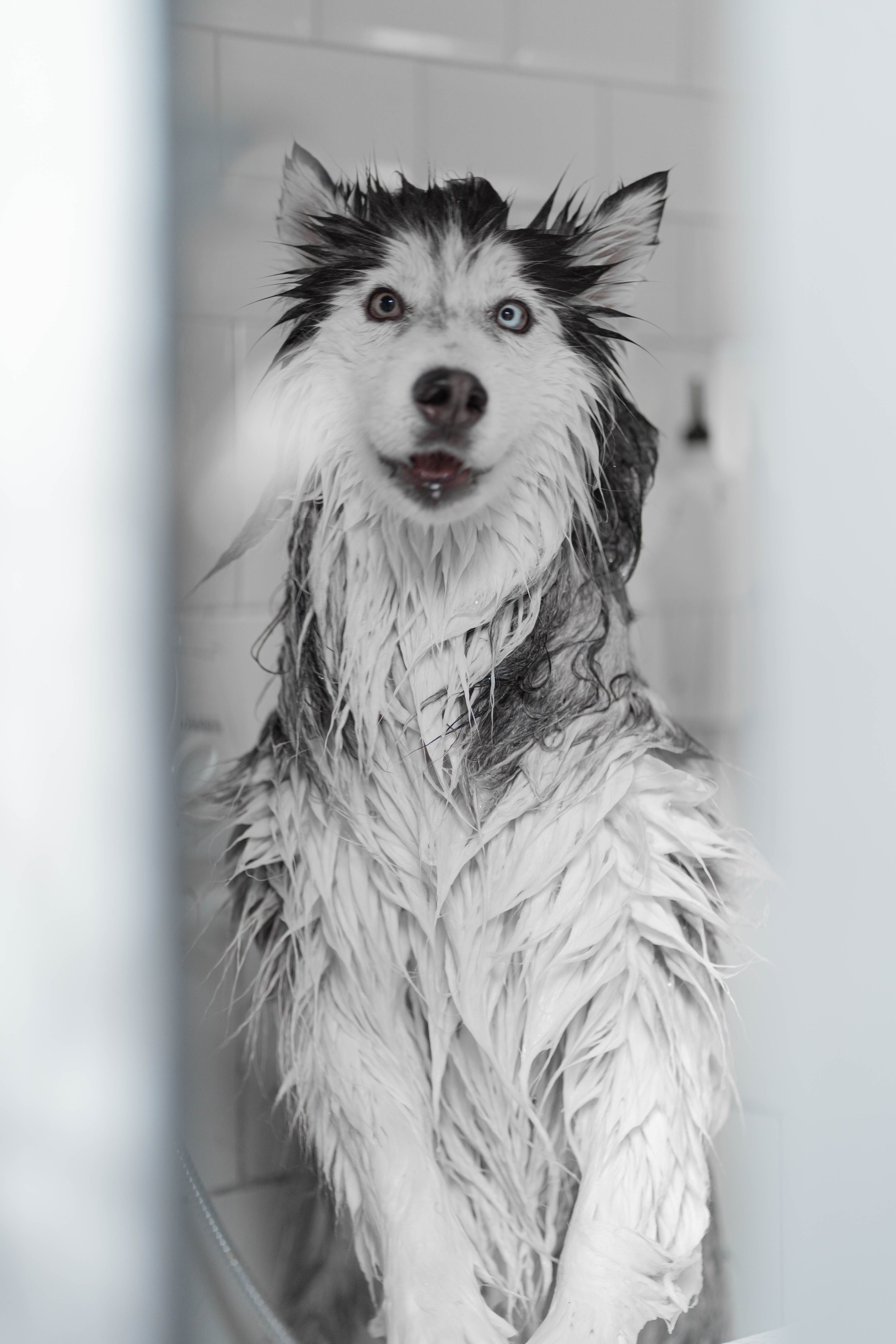 How to Groom a Husky at Home: The Complete Shedding Guide